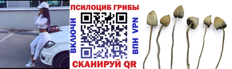купить Коломна Псилоцибиновые грибы мицелий